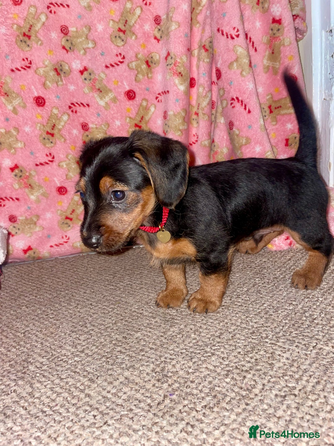 Mixed Breed dogs for sale: Dorkie boy puppy 😍 - Advert 6