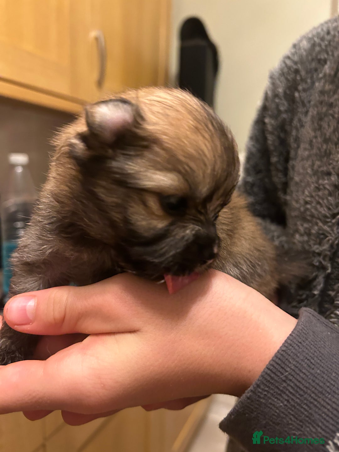 Pomeranian dogs for sale: Ready now***tiny teddy faced Pomeranian baby’s.  - Advert 35