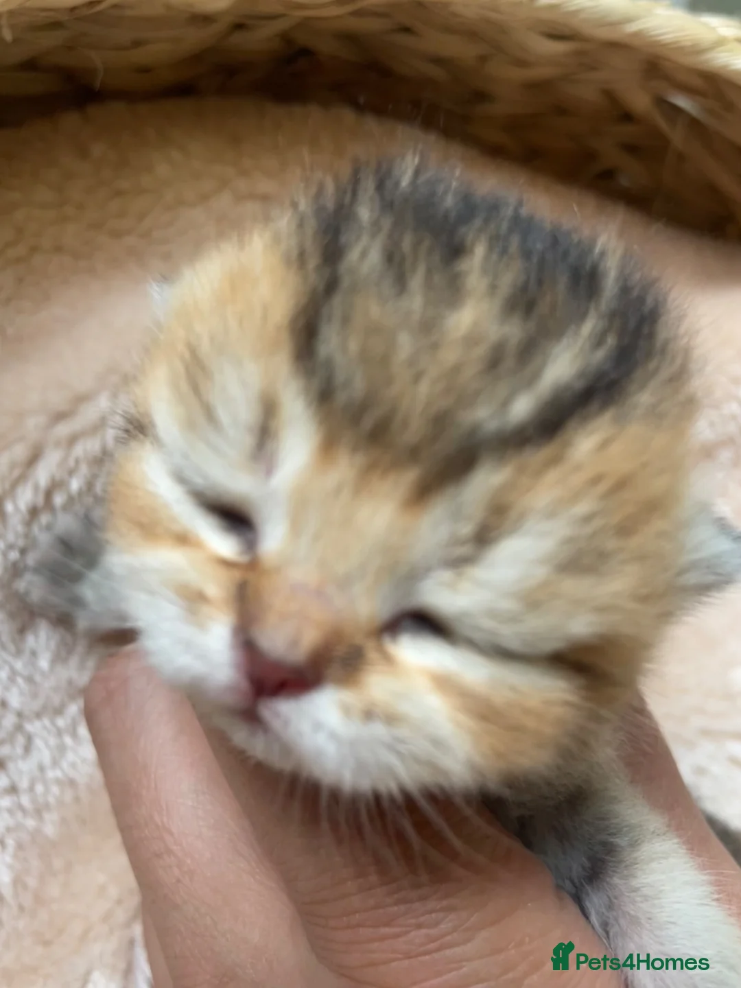 British Shorthair cats for sale: 🏆😍 Irresistible Golden Chinchilla’s Mini BSH🏆😍 in Birmingham - Advert 20