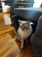 Ragdoll cats - Advert 15