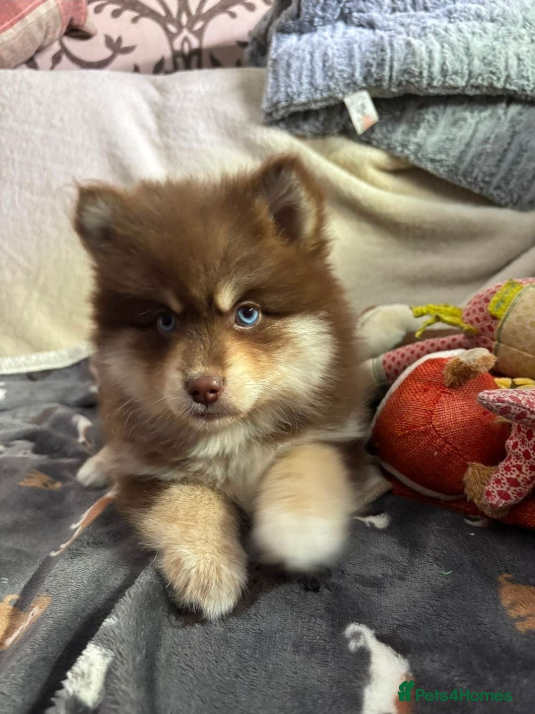 Pomsky dogs American Lines, Health Tested F4 Pomskys - Advert 16