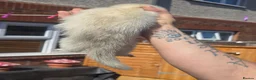 Ferret rodents for sale: Jill and Hob 10 week old - Advert 9