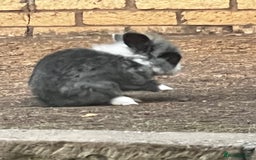 Lionhead rabbits for sale: Gorgeous Lionhead Rabbits Looking for Loving Homes - Image 8