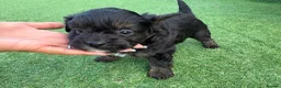 Mixed Breed dogs for sale: Ready to leave!!! - Advert 17