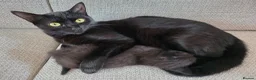 Mixed Breed cats for sale: Two black male kittens for sale  - Advert 10