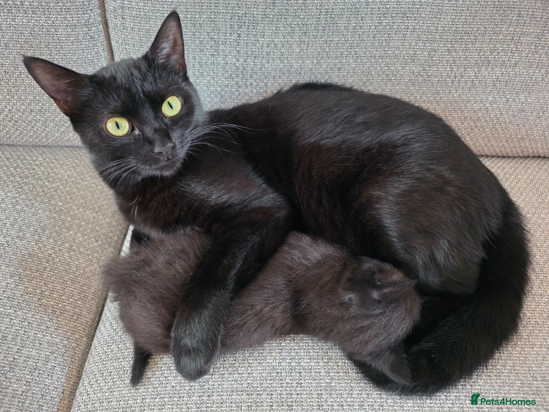 Mixed Breed cats for sale: Two black male kittens for sale  - Advert 10