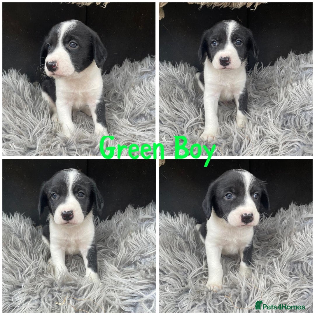 Sprollie dogs for sale: 💛Beautiful Sprollie Puppies💛 - Image 8