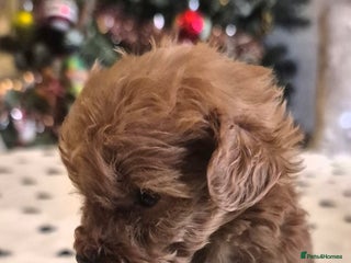 Cavapoo dogs 🧡 HEALTH TESTED F1B CAVAPOO PUPPIES🧡 - Advert 9
