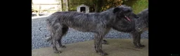 Mixed Breed dogs for sale: Deerhound X Wolfhound puppies  - Advert 25