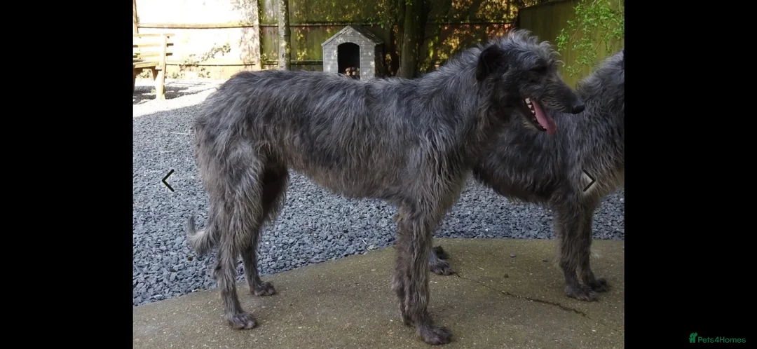 Mixed Breed dogs for sale: Deerhound X Wolfhound puppies  - Advert 25
