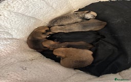 Mixed Breed dogs for sale: 6 beautiful puppies for sale, 3 female and 3 male - Image 3