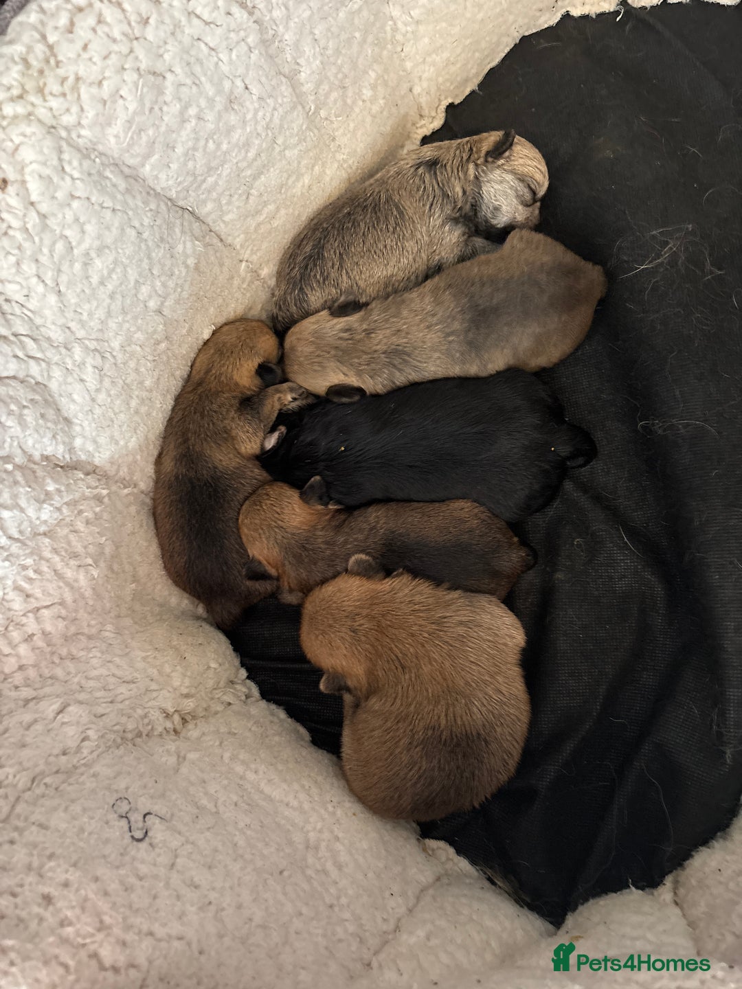 Mixed Breed dogs for sale: 6 beautiful puppies for sale, 3 female and 3 male - Image 3