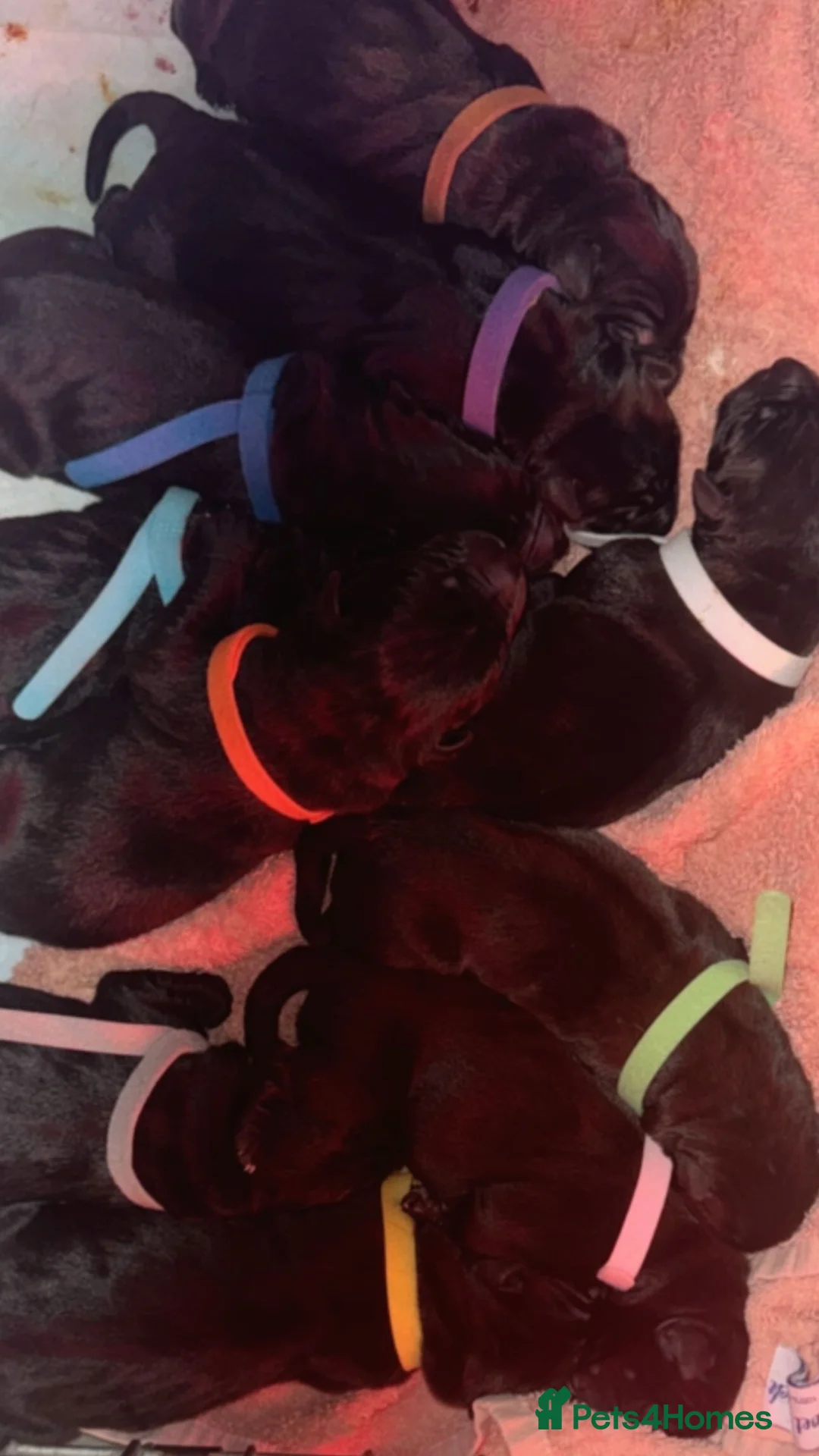 Cane Corso dogs for sale: Cane corso - Advert 2