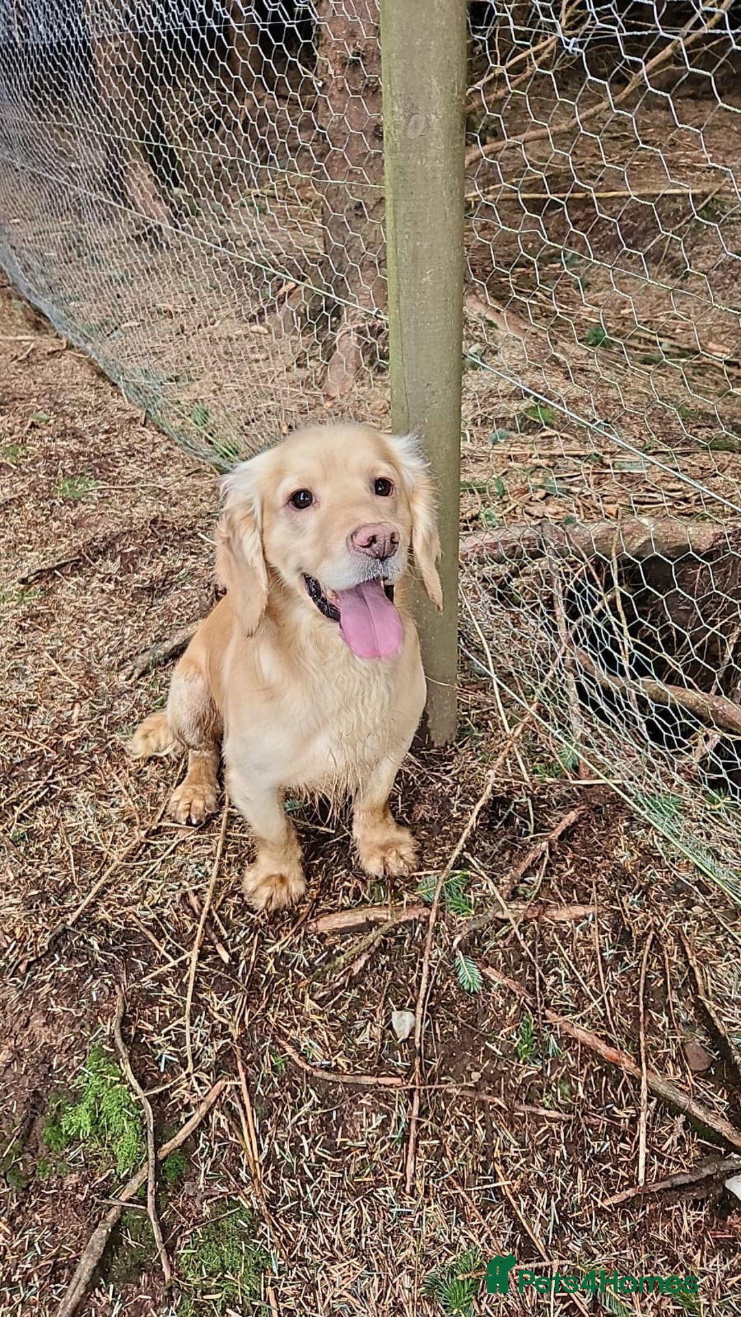 Cocker Spaniel dogs for stud: Kc registered cocker Spaniel  in Perth - Advert 2