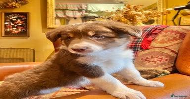 Border Collie dogs - Advert 9