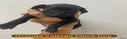 Italian Greyhound dogs for sale: 7/8 Italian greyhound puppies in Sutton Coldfield - Advert 11