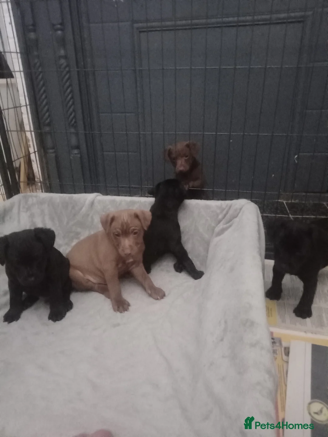 Patterdale Terrier dogs for sale: PATTERDALE PUPS FOR SALE READDY NOW  in Birkenhead - Advert 29