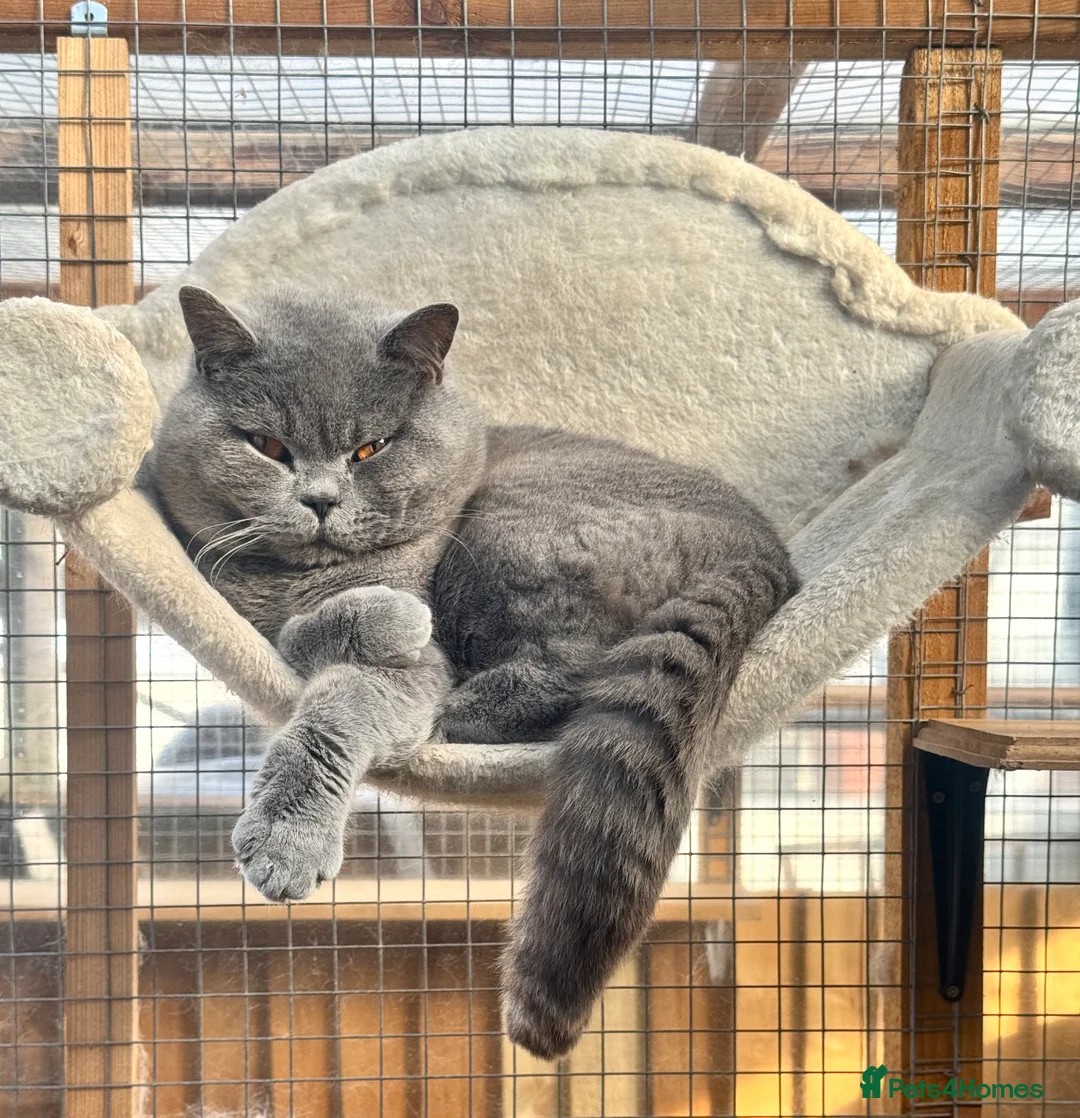 British Shorthair cats for stud: British Shorthair Blue Stud in Littlehampton - Advert 2