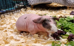Guinea Pig rodents for sale: Two brothers for sale. - Image 3