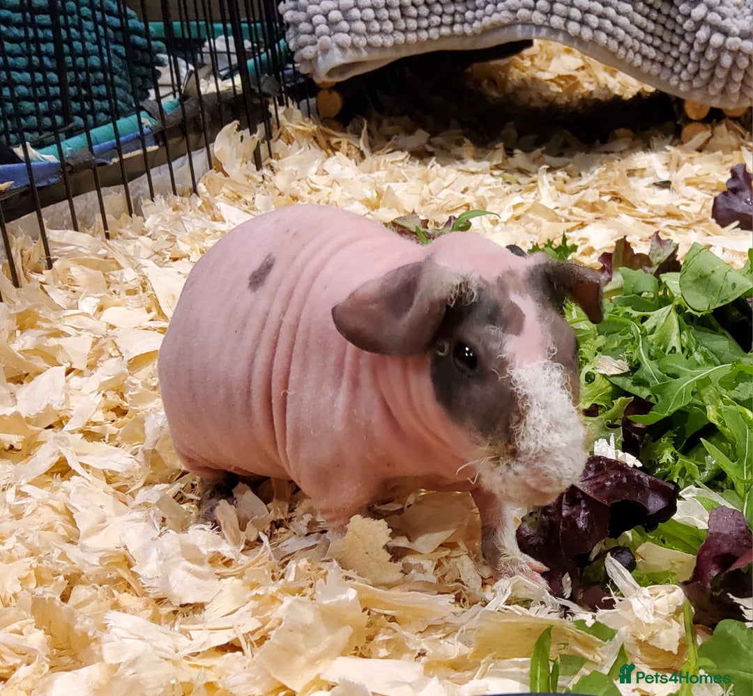 Guinea Pig rodents for sale: Two brothers for sale. - Image 3