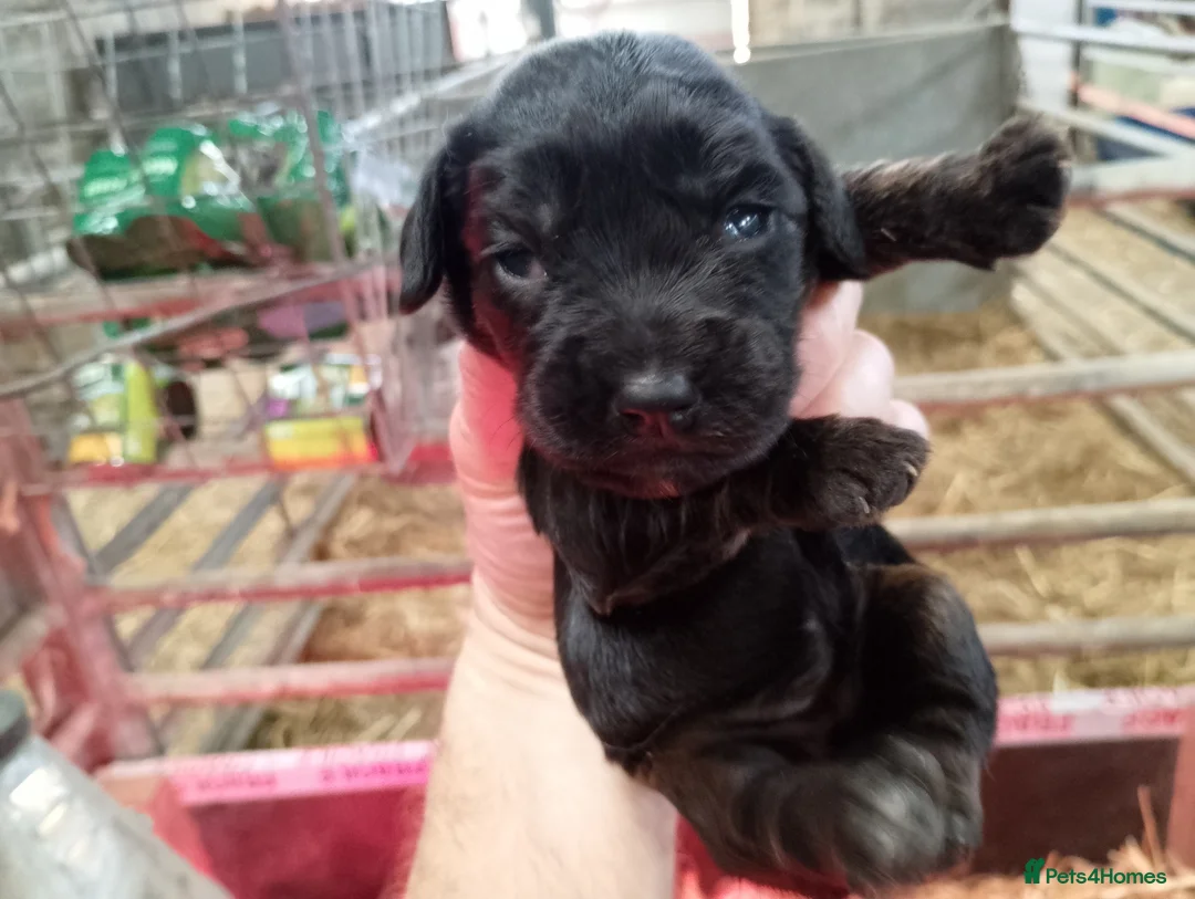 Sprocker dogs for sale: Sprocker puppies  - Advert 2