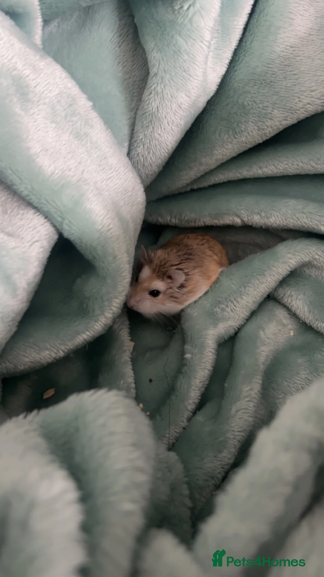 Hamster rodents for sale: roborovski hamster in Saint Helens - Advert 2