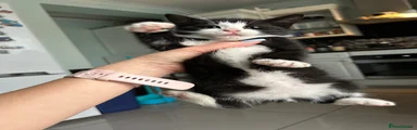Mixed Breed 2