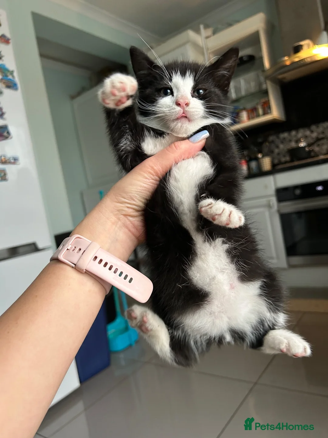 Mixed Breed cats for sale: Beautiful Playful Kittens - Advert 10