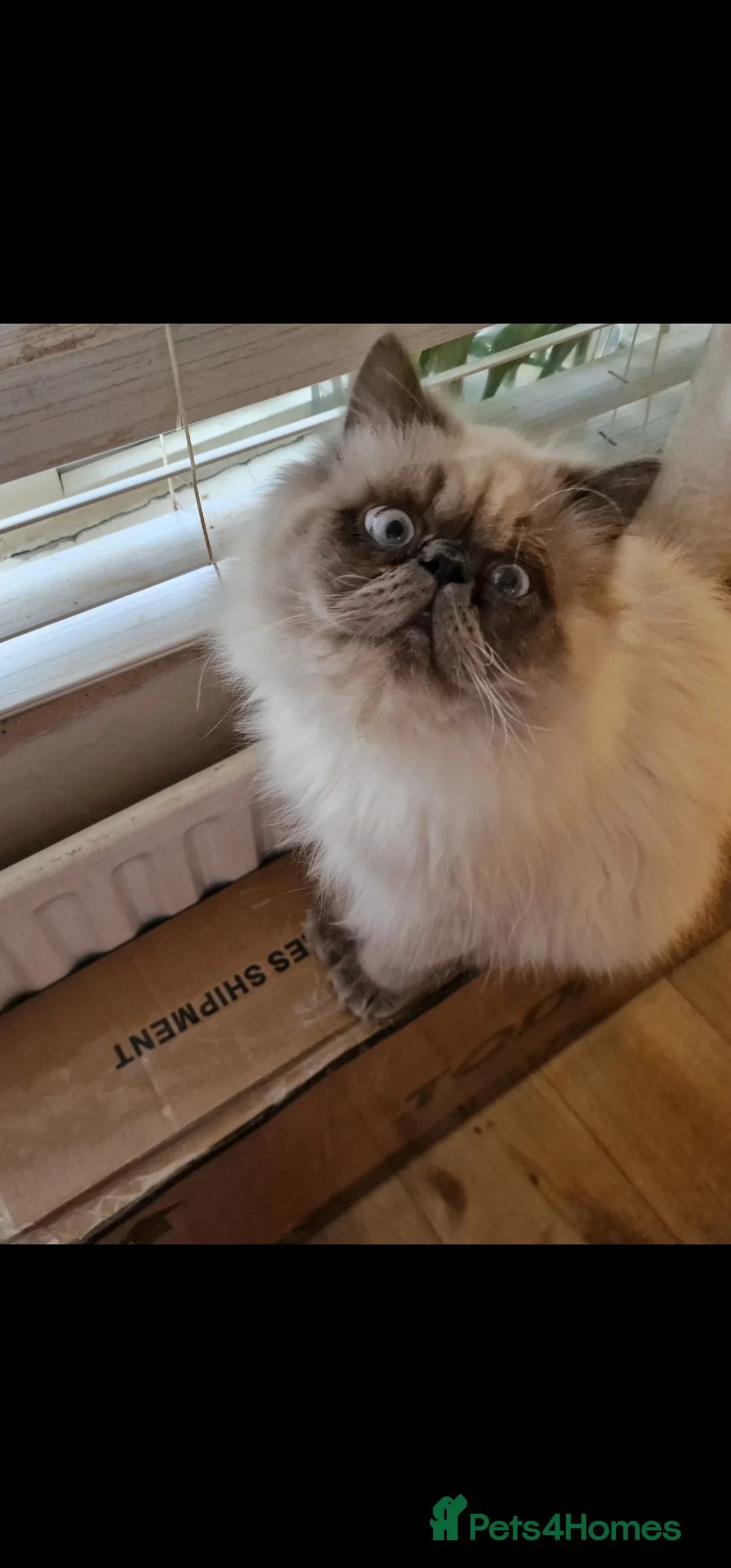 Himalayan cats for sale: Big bundle of love clyde - Advert 3