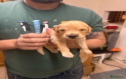 Golden Retriever dogs for sale: 8 Beautiful golden retrievers puppies for sale ❤️ - Advert 6