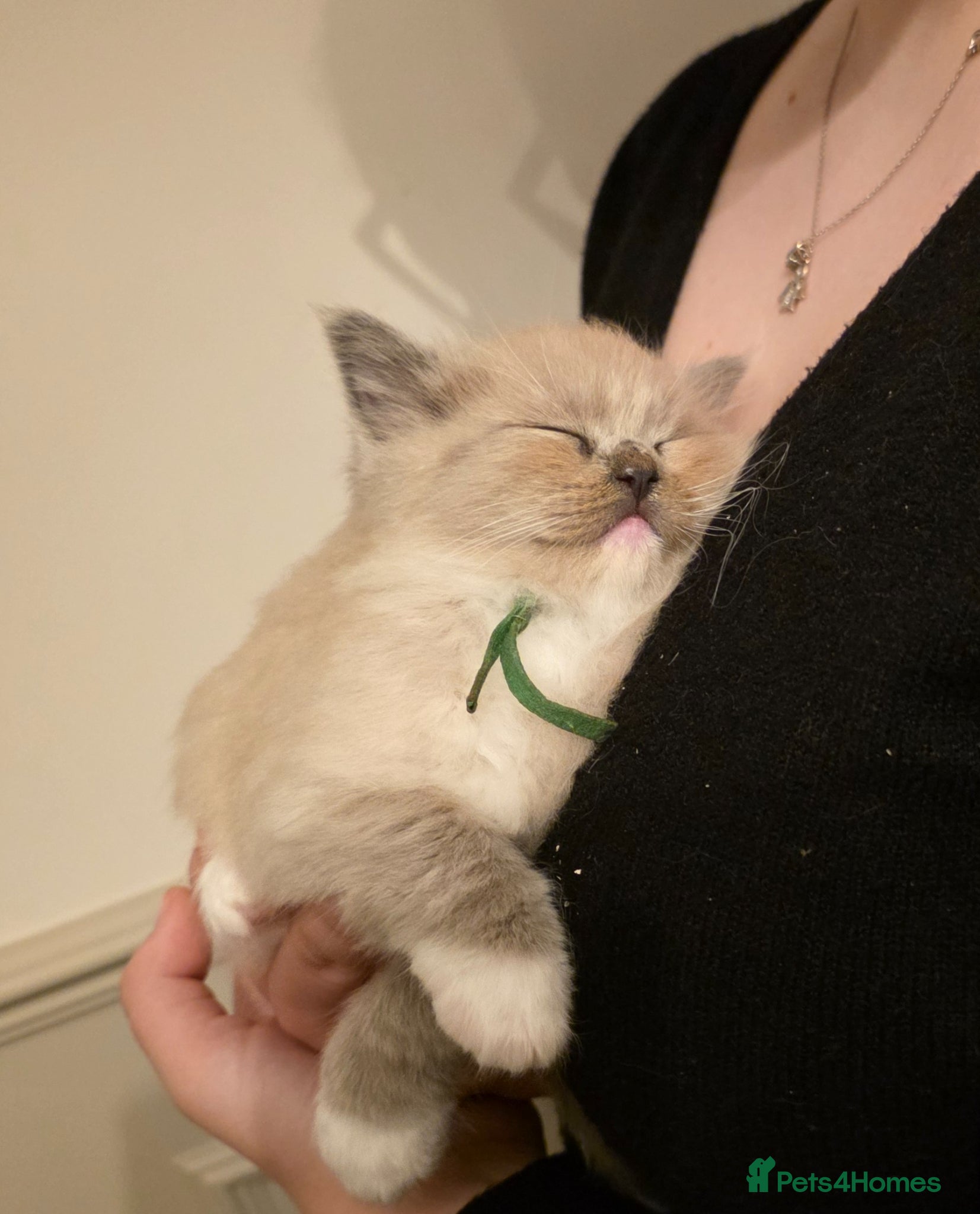 Ragdoll cats BEAUTIFUL MINK & BLUE MITTED KITTENS 😸  - Advert 2