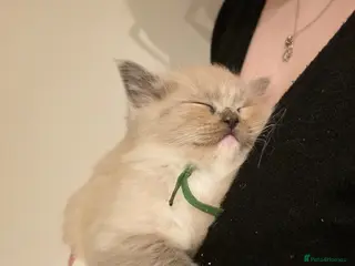 Ragdoll cats BEAUTIFUL MINK & BLUE MITTED KITTENS 😸 - Advert 7