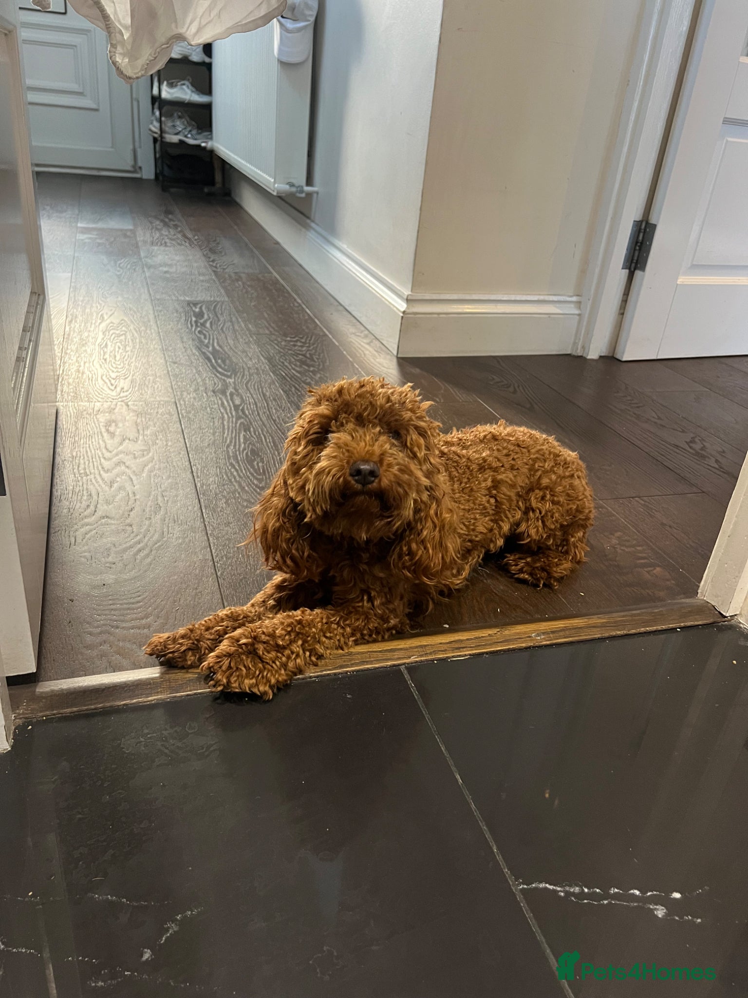 Cavapoo dogs for sale: Exceptionally trained & loving 1-year-old Cavapoo - Advert 2