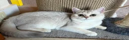 British Shorthair cats for sale: Beautiful Silver Shaded British Shorthair Girl  in Great Missenden - Advert 2