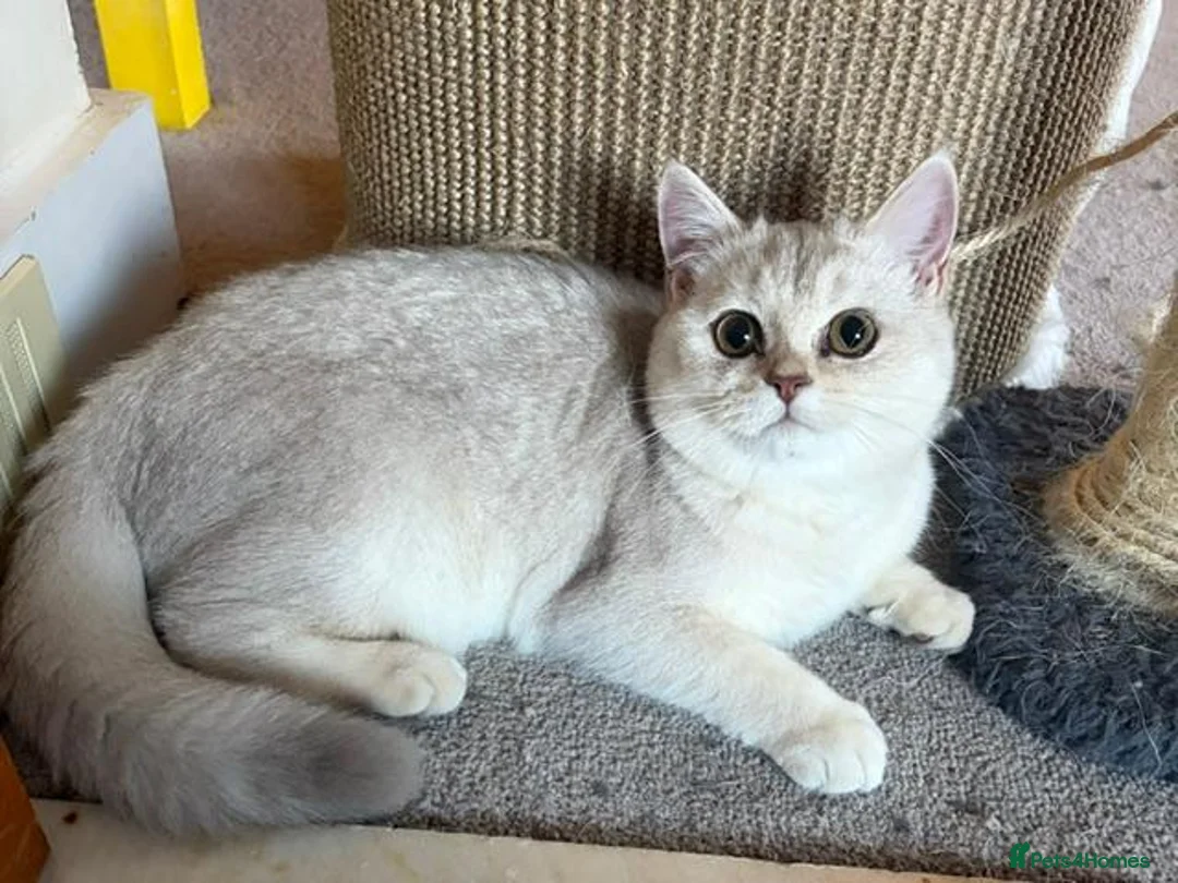 British Shorthair cats for sale: Beautiful Silver Shaded British Shorthair Girl  in Great Missenden - Advert 2