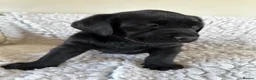 Labrador Retriever dogs for sale: Stunning KC Labradors. Crufts winning Stud dog - Advert 9
