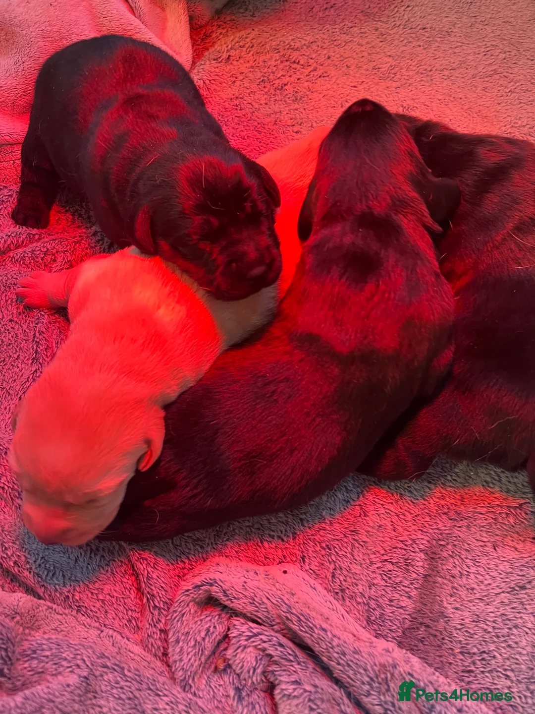 Labrador Retriever dogs for sale: Beautiful Labrador puppy’s  - Advert 28