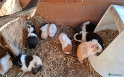 Guinea Pig rodents for sale: Baby guinea pigs  - Image 5