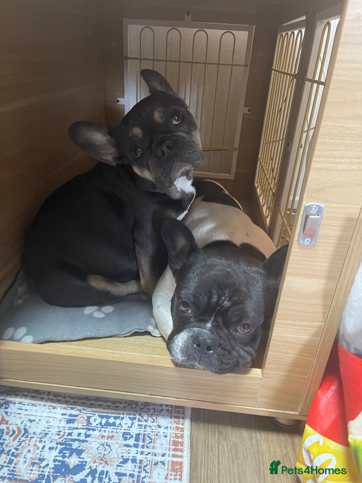 French Bulldog dogs French bulldog  - Advert 9
