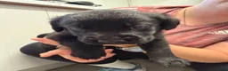 Labrador Retriever dogs for sale: Chunky black Labrador pups 💕 - Advert 6