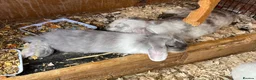 Mini Lion Lop rabbits for sale: Late summer babies  - Advert 12