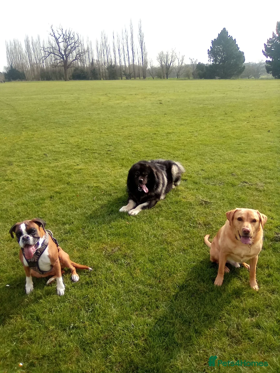 Caucasian Shepherd Dog dogs for sale: 🐾 Looking for a loving home for Odin 🐾 - Advert 2