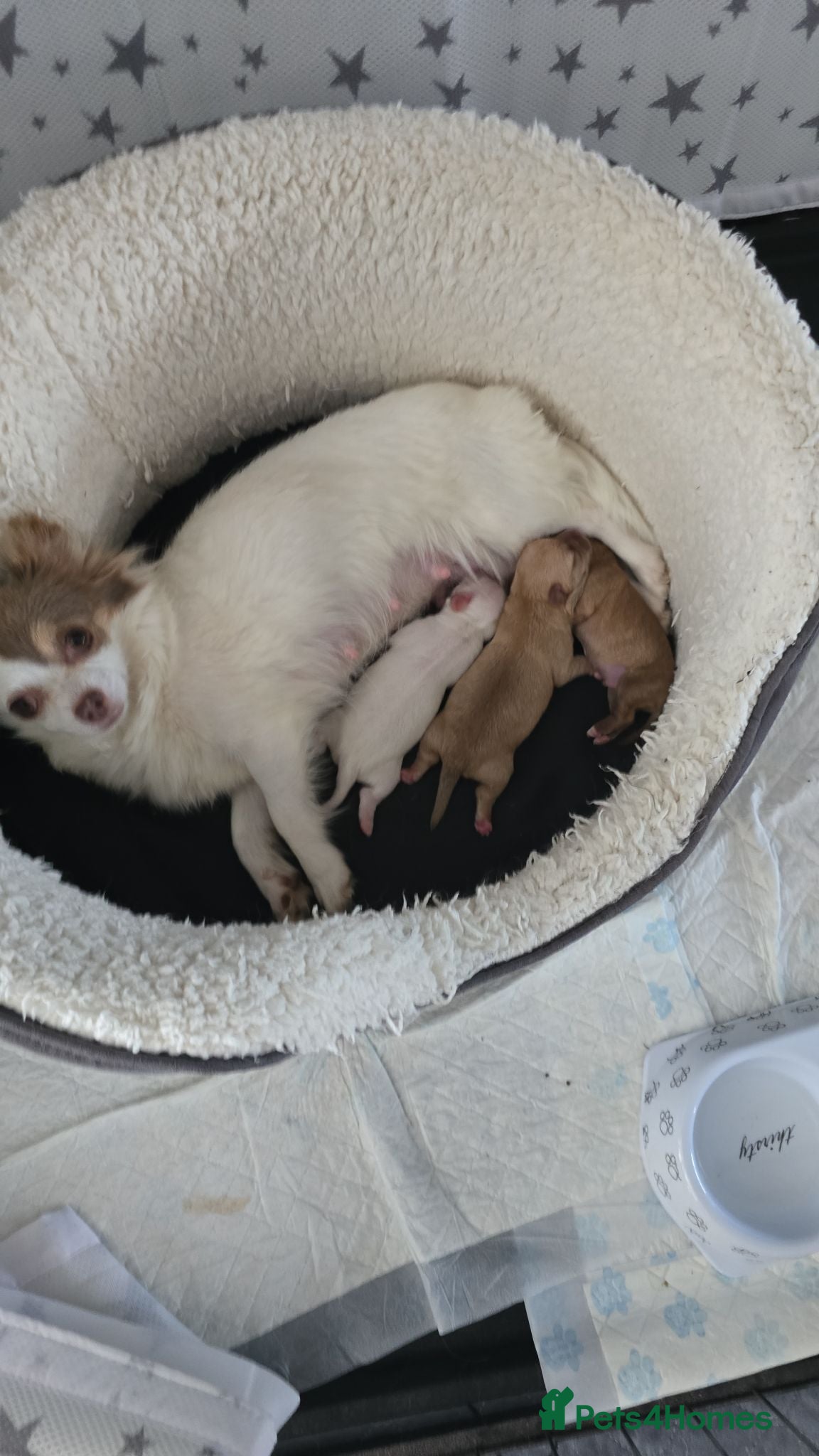 Chihuahua dogs  **  chihuahuas  - Advert 2