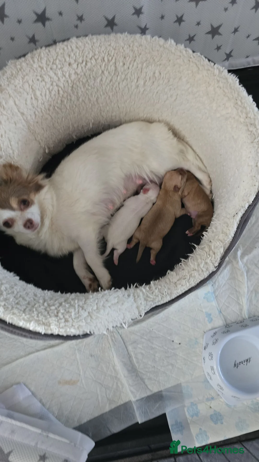 Chihuahua dogs for sale:  **  chihuahuas  in Middlewich - Advert 1