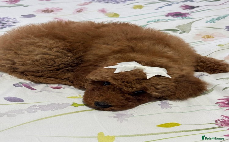 Cockapoo dogs Beautiful Cockapoo Puppies – Ready Soon! 🐶💛 - Advert 1