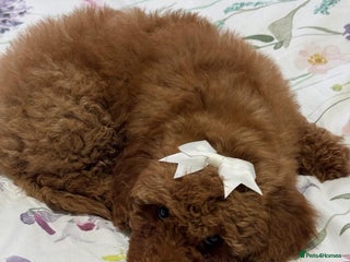 Cockapoo dogs Beautiful Cockapoo Puppies – Ready Soon! 🐶💛 - Advert 6