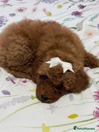 Cockapoo dogs Beautiful Cockapoo Puppies – Ready Soon! 🐶💛 - Advert 1