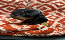 Miniature Dachshund dogs for sale: Miniature dachshund - Image 3