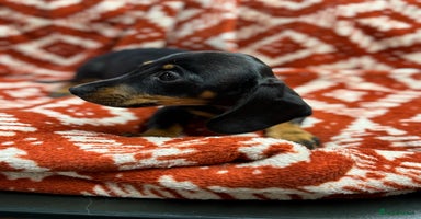 Miniature Dachshund dogs - Advert 7