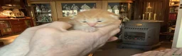 Mixed Breed cats for sale: Beautiful Fluffy Ginger Kitten  - Advert 3